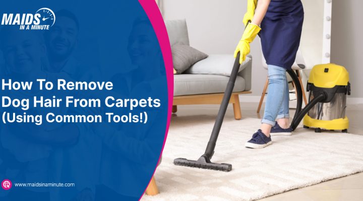 How To Remove Dog Hair From Carpets (Using Common Tools!)